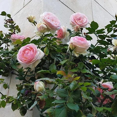 住宿加早餐酒店 D'hotes Le Clos Bleu